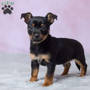 Trixie, Chihuahua Puppy